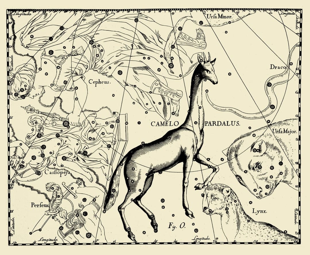 Das Sternbild Camelopardalis, wie Hevelius es zeichnete