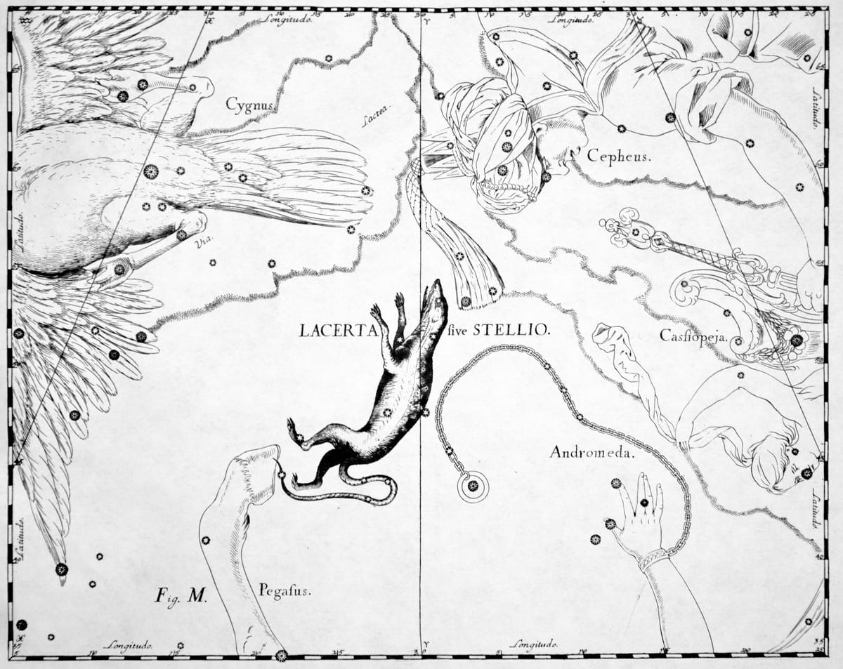 Figürliche Darstellung des Sternbilds Lacerta (Eidechse) im Atlas des Johannes Hevelius