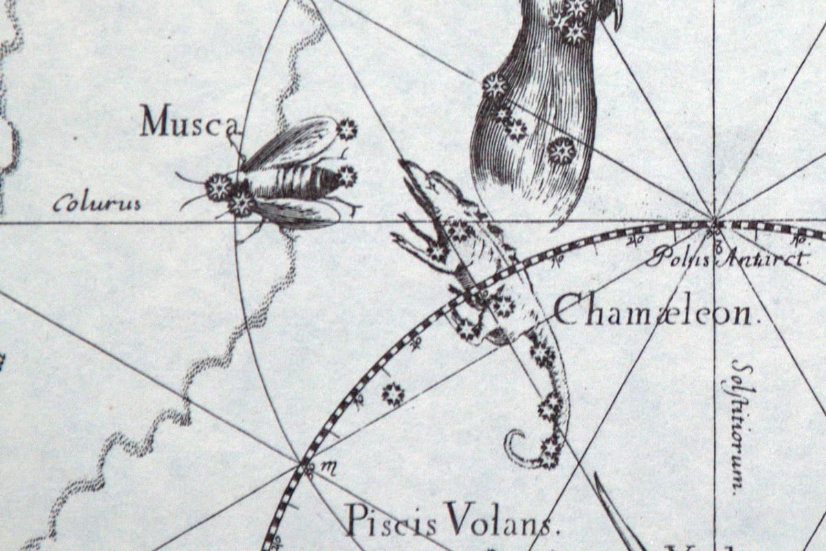 Sternbilder Chamäleon und Fliege (lateinisch: Musca) im Sternatlas von Johannes Hevelius